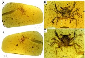 Crabe du Crétacé 99 millions d'années d'ambre détails
