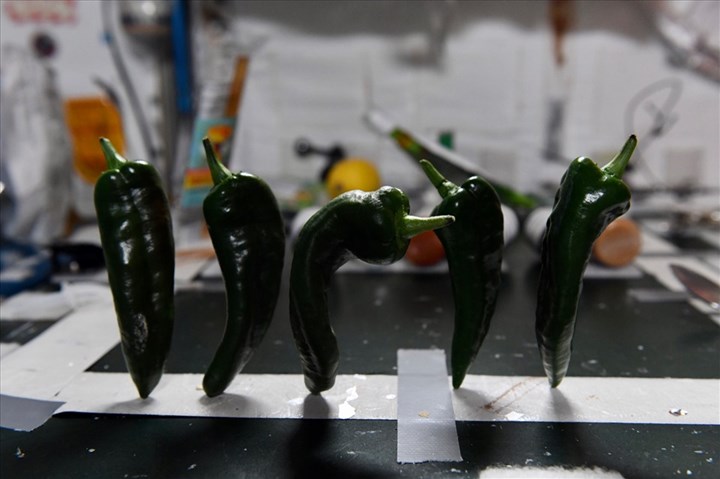 NASA astronauts harvest pepper at the International Space Station |  Read the latest news 24h - Lao Dong newspaper online