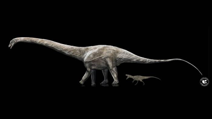 The longest dinosaur, 42 meters in size, was found in the Supersorus fossil