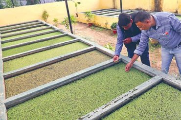 Diesel from moss: State govt interested |  Jharkhand engineer uses algae in water to extract bio-fuel