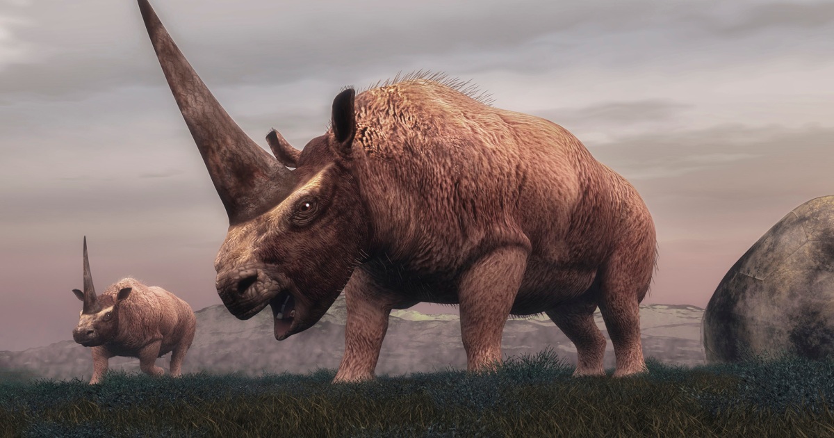   Discovery of a new and unique rhino that lived in Morocco millions of years ago  Sciences

