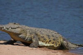 In a crocodile attack, a sexologist from Australia pulls out his knife