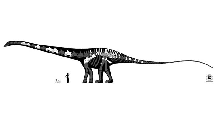 The longest supersonic dinosaur fossil