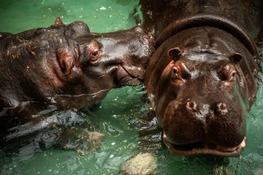 Kovid-19 confirmed for hippos at Belgium Zoo |  The world