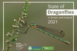 Dragonflies are on the rise in Great Britain and Ireland.  But that is not good news