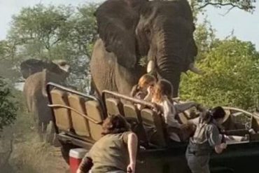 The video shows an elephant attacking a safari car in South Africa