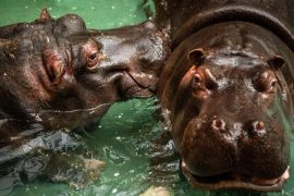 Two positive hippos on the cove at Antwerp Zoo - Corriere.it