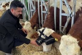 آخر دلع.. مزارع تركى يزود أبقاره بنظارات الواقع الافتراضى لتحسين إنتاج الألبان