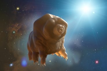 Researchers want to send bears on an interstellar mission
