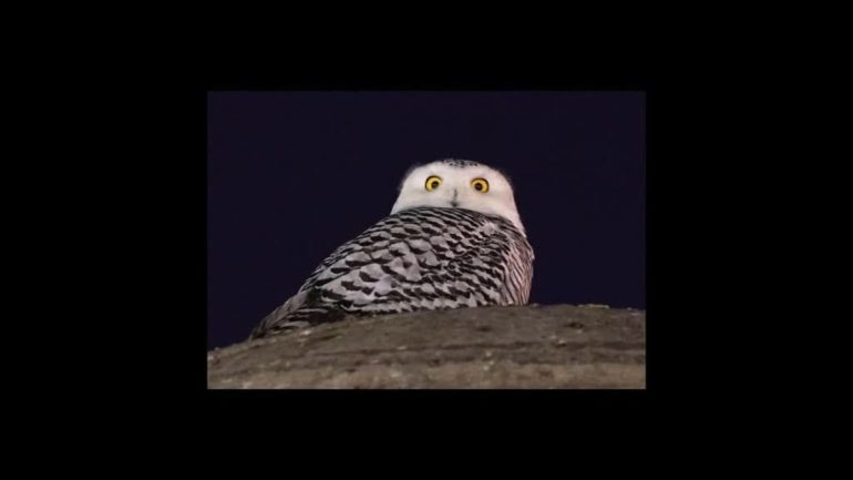 Snow owl becomes a passion in Washington DC;  See photos |  The world