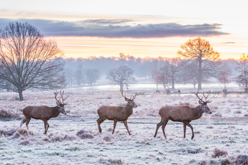 It was a cool start for the dogs living in Richmond Park, London