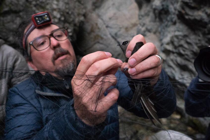 Researcher attaches a small wireless tracking device to a black sword bird trapped in a bird's net from a cliff behind a waterfall.  Credit to Mardi Jordan Sapathi.