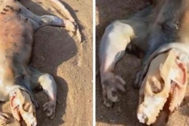 Pastor finds dead strange creature on beach: 'Alien warning!'