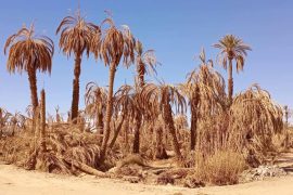دراسة ترصد إشكاليات العناية بالواحات في ظل التغيرات المناخية‬ بالمغرب