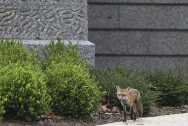 An attacking fox is stirred in the U.S. capital before being captured