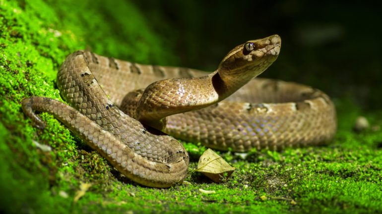 Do you know  Ireland is one of the only countries in the world where there are no snakes.