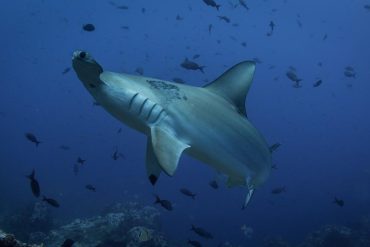 Sharks live near an active underwater volcano, scientists point out;  What happened was recorded years ago