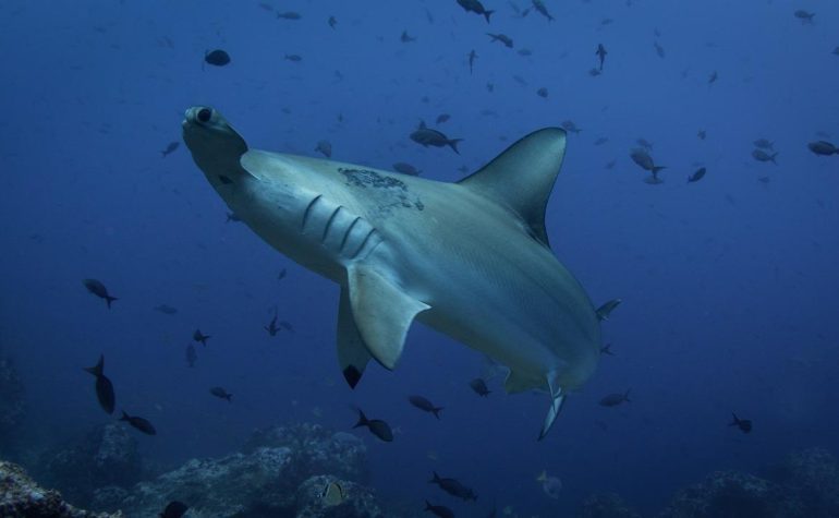 Sharks live near an active underwater volcano, scientists point out;  What happened was recorded years ago