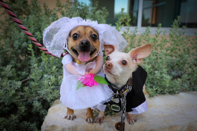 Inseparable Chihuahuas win 'wedding' ceremony at US Dog Home;  See photos |  See how beautiful it is