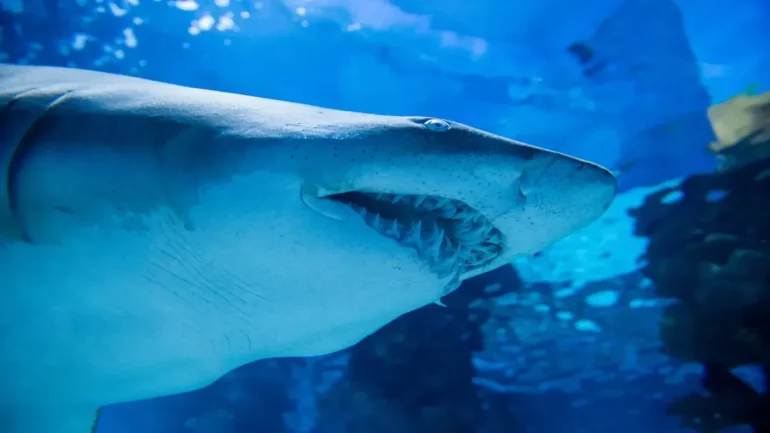 Sharks inhabit active submarine volcano crater and scientists' conspiracy