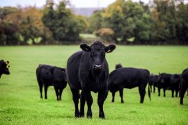 With the crisis, responsible eating became popular again, and Irish beef was rediscovered