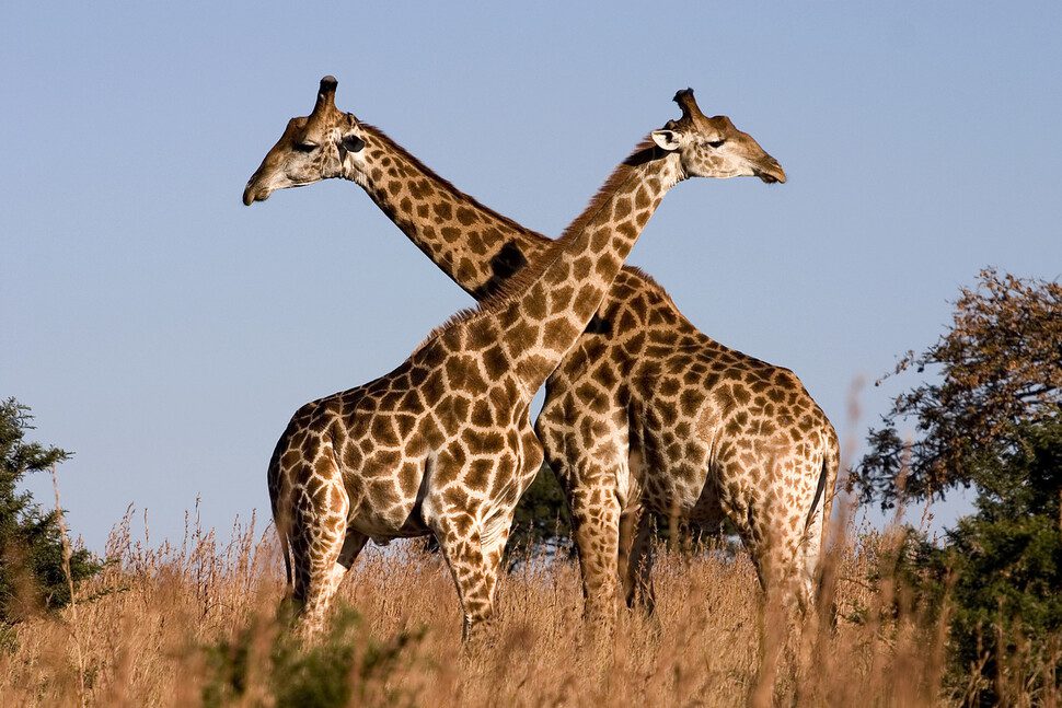 It has been argued that the long neck of giraffes evolved from a fight between males instead of securing the tall leaves.  Before entering battle, a male giraffe grabs its long neck.  Luke Gallucci, courtesy of Wikimedia Commons