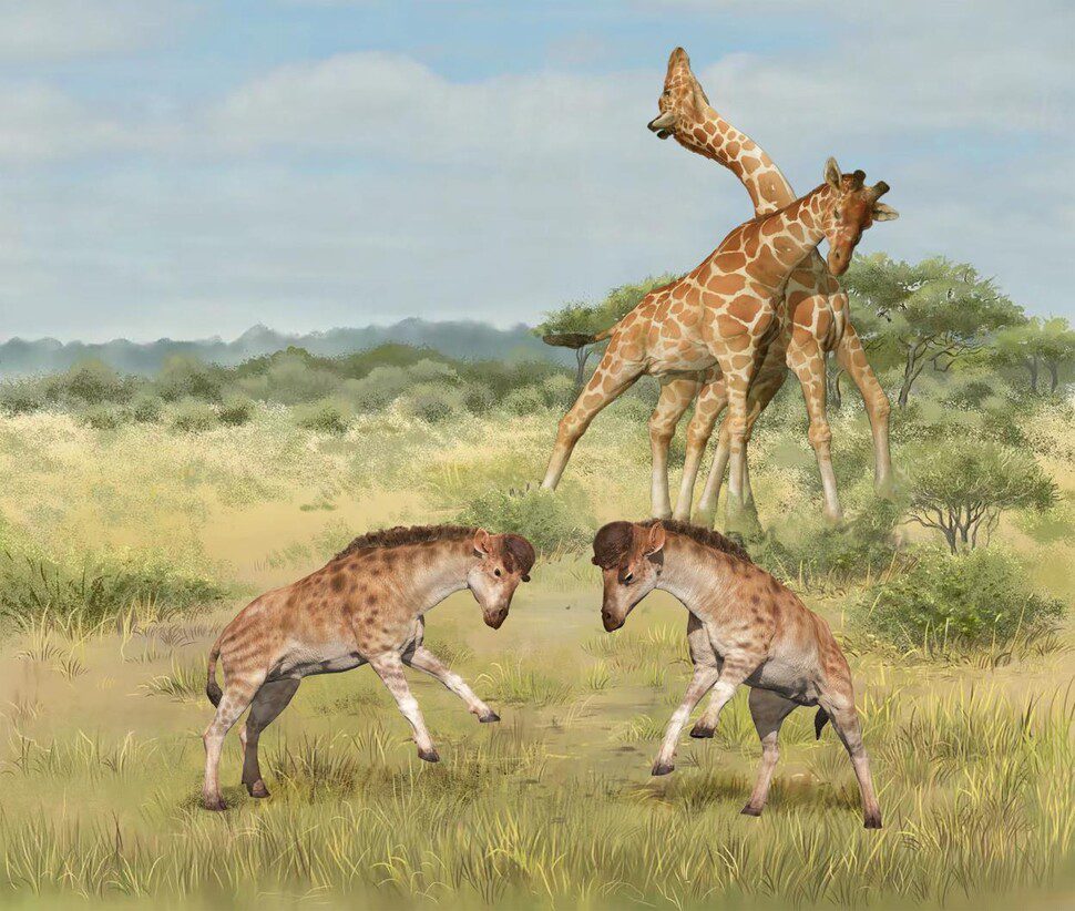 An imaginary drawing of a mating battle between a primitive giraffe (front) and a modern giraffe with their long necks.  Served with Wang Yu and Guo Xiao Kong.