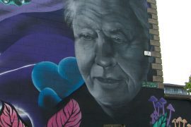 Collective calls by Irish artists to reconsider planning rules after the lawsuit against Sir David Attenborough mural |  Worldwide News - News24
