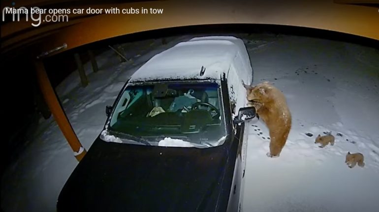 Bear caught while opening car in search of food;  Watch