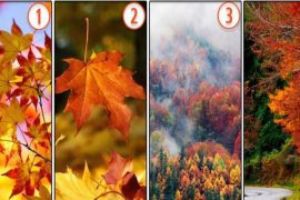 Choose an Autumn Landscape and you will find unique aspects about yourself in the personality test |  Psychological examination |  Viral |  Viral |  nnda nnrt |  Mexico
