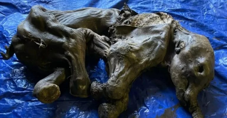 Frozen mammoth baby found in Canada |  Nature