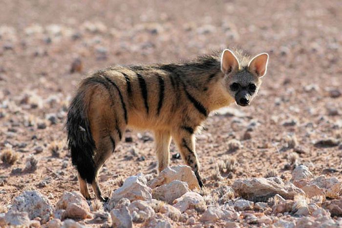 An ad wolf in Namibia in 2005.  Ard Wolf is a locust-eating hyena found only in Africa, especially in southern and eastern Africa.