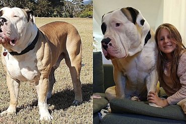 Meet Barney, the giant dog who shocked the internet because of his size