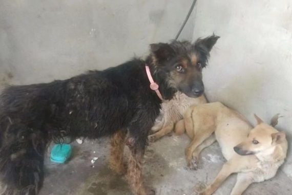 Cães resgatados têm até etiqueta de identificação, o que demonstra que eles têm dono