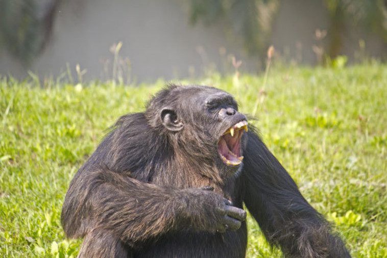 Diverse sound types and more advanced combinations.  Talking Chimpanzee (Photo: Tantric 71, Shutterstock)