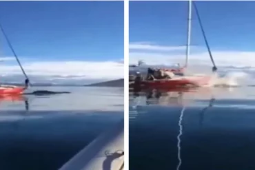 The boat ran and the whale ran;  Crew 'Just Laugh' - Metro World News Brazil