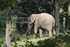 This elephant from the Bronx Zoo is not legally considered a "person"
