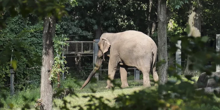 This elephant from the Bronx Zoo is not legally considered a "person"