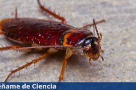 Why do cockroaches come out at night and hide during the day?  - Teach me about science