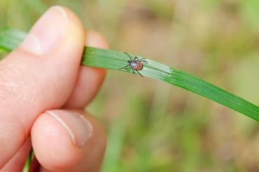 Ticks are found on all types of vegetation, including short-cut grass  science