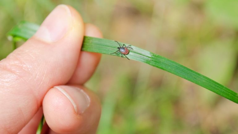 Ticks are found on all types of vegetation, including short-cut grass  science