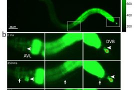 How an Internal Body Clock Keeps Roundworms Constipated