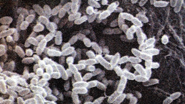 A bacterium that causes a serious epidemic found in the United States
