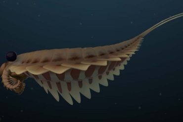 Amazing Fossils of Strange Sea Creatures That Lived Half a Billion Years Ago |  The sciences
