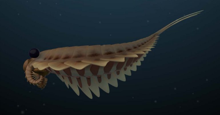 Amazing Fossils of Strange Sea Creatures That Lived Half a Billion Years Ago |  The sciences