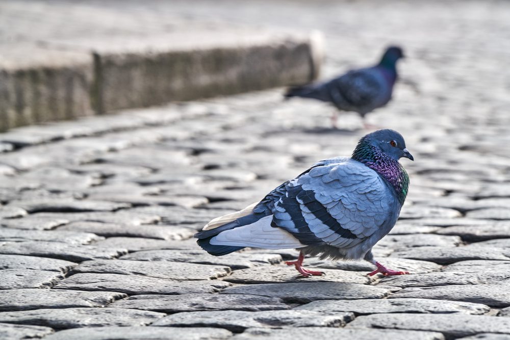 The ancestor of the common pigeon ended up interbreeding with its contemporaneous species, resulting in hybridization of the animal that replaced the predecessor animals, almost driving them to extinction.