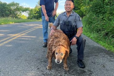 Golden retriever missing for two days rescued by police in sewer pipe |  pets