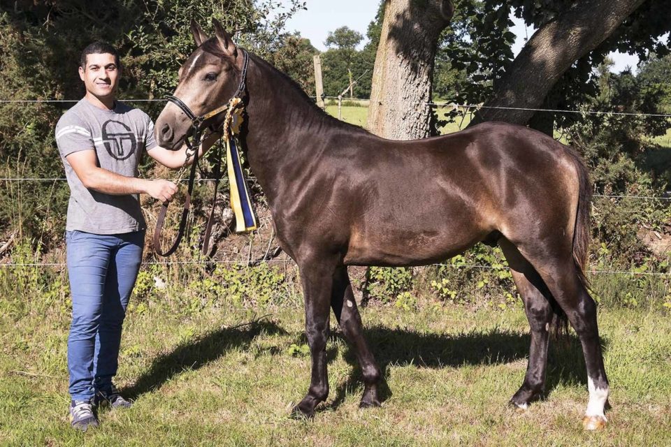 Kevin Messaudi with his 1-year-old pony, Little Rpat'Or, first prize at the Haras du Pin (Orne).