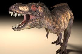 T.  Large carnivorous dinosaurs such as Rex developed eye sockets of various shapes to allow powerful bites.