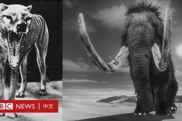 Stop extinction: Six things you want to know about bringing extinct animals back to life - BBC News
